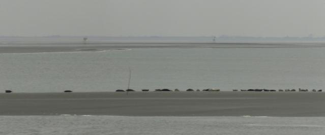 29 zeehondjes